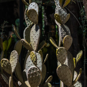 NOPAL